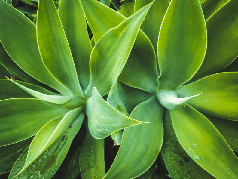 fox tail agave