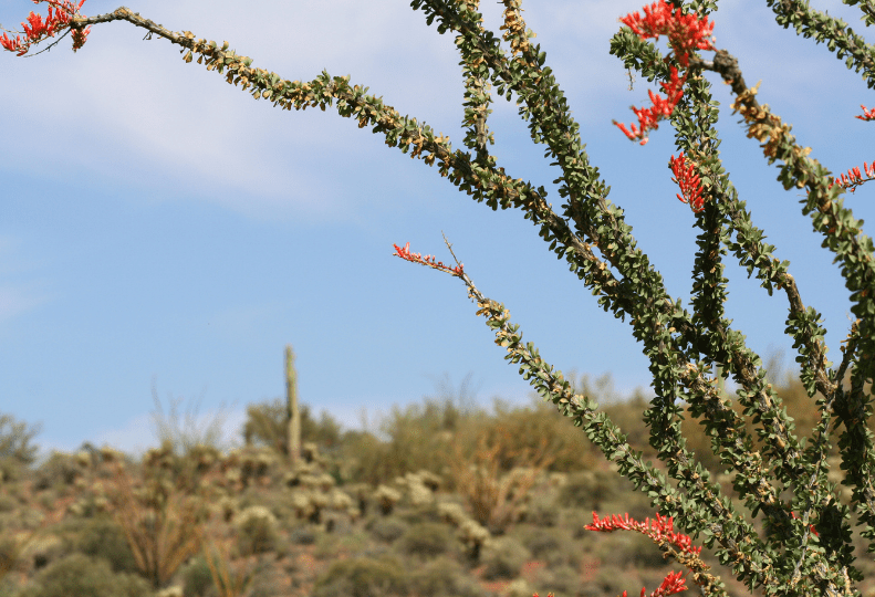 Ocotillo