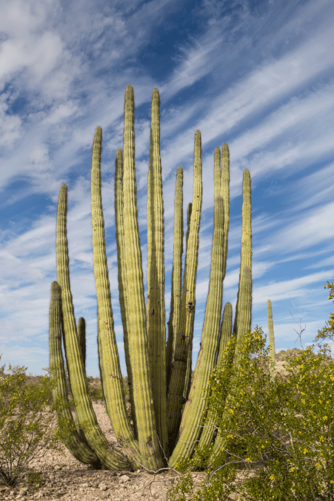 organ pipe cactus