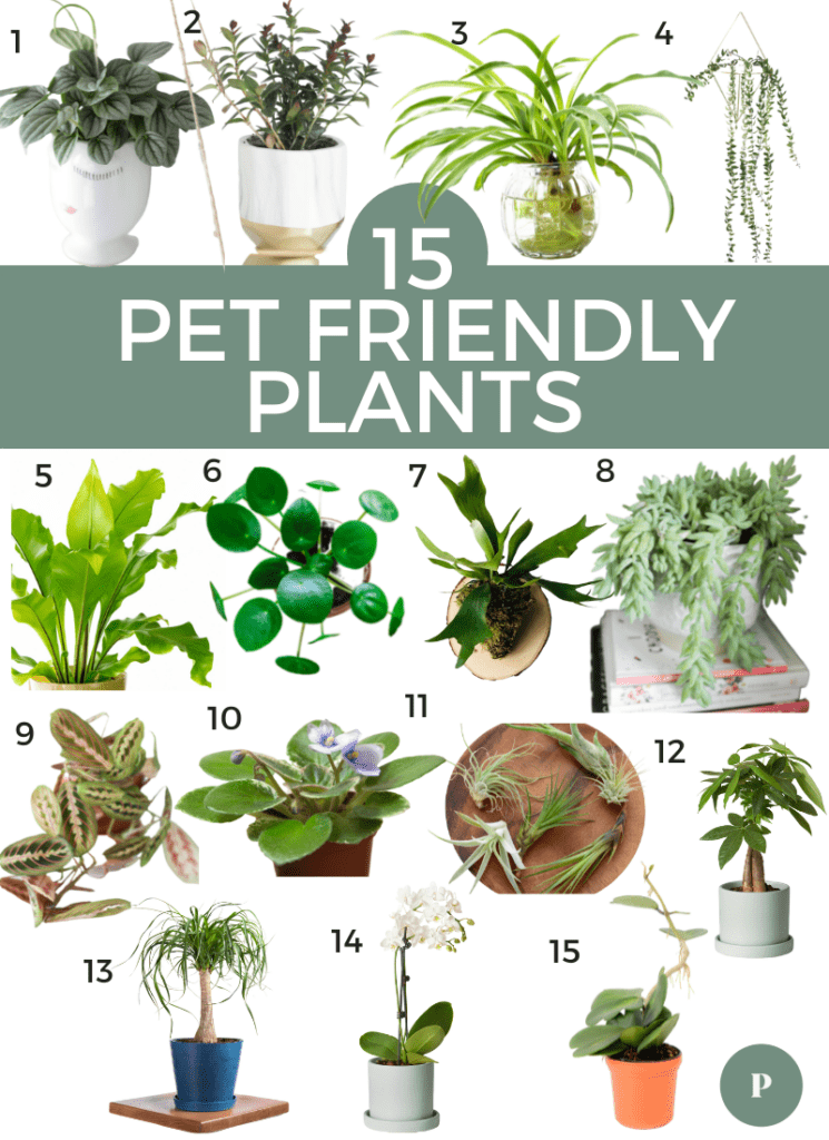 15 Pet Friendly Houseplants