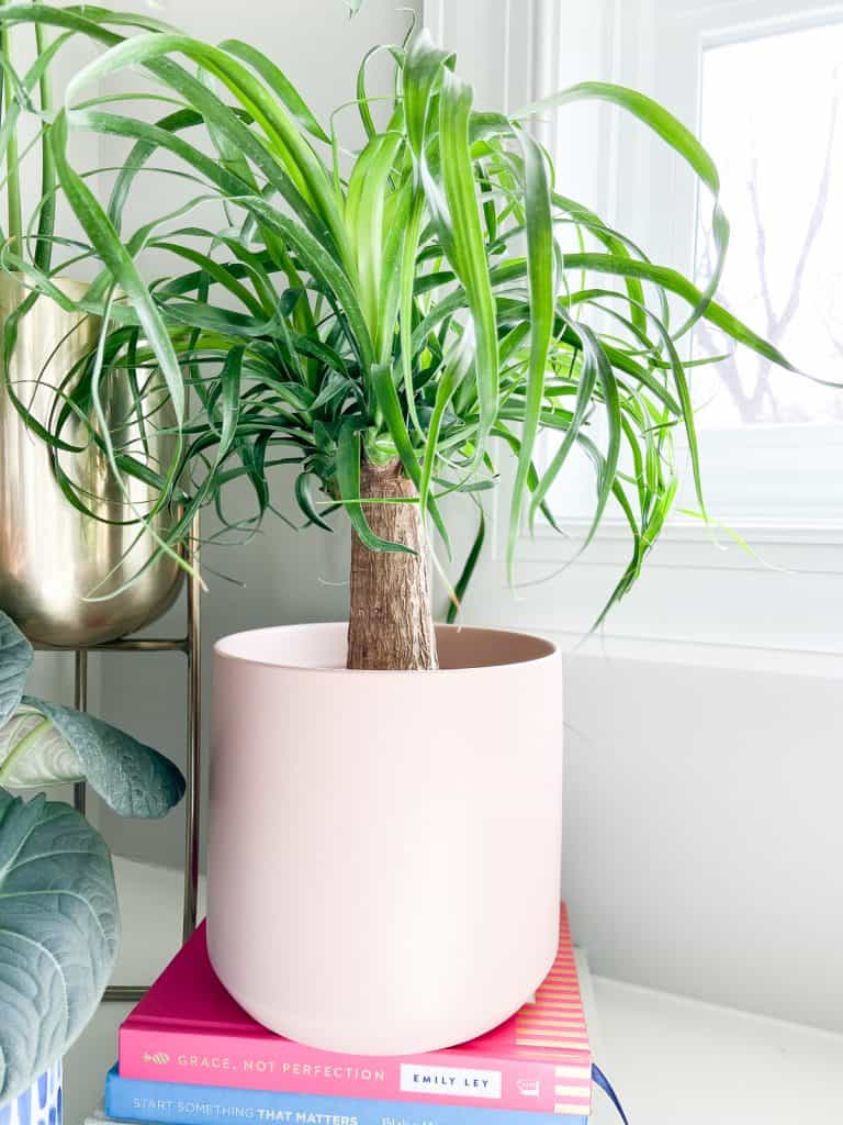 ponytail palm