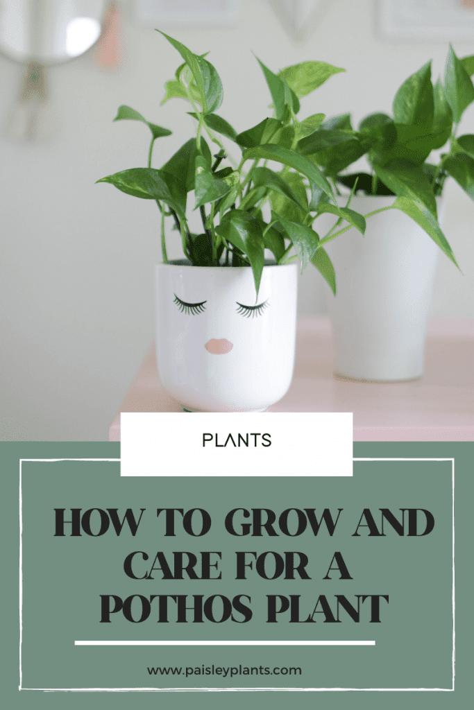 how to grow and care for a pothos plant