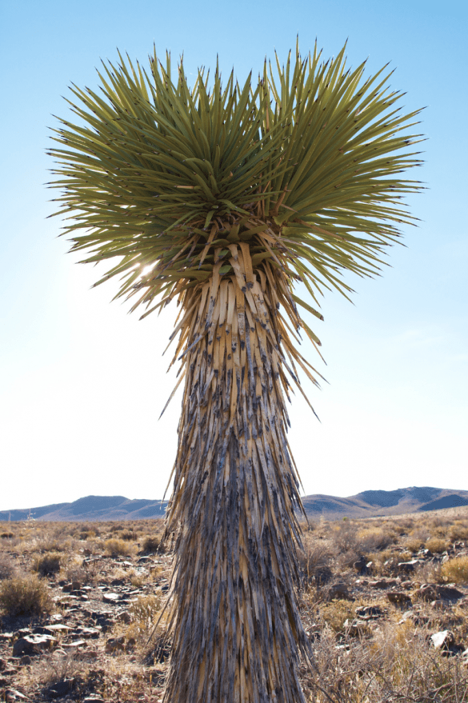 soaptree yucca