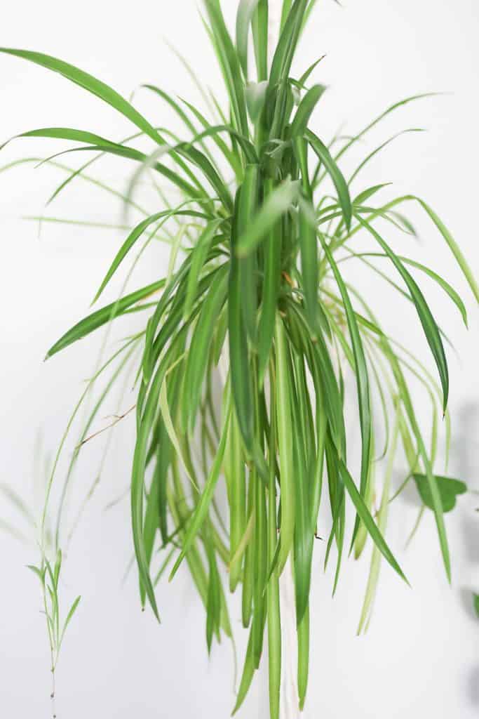 Spider plant with babies
