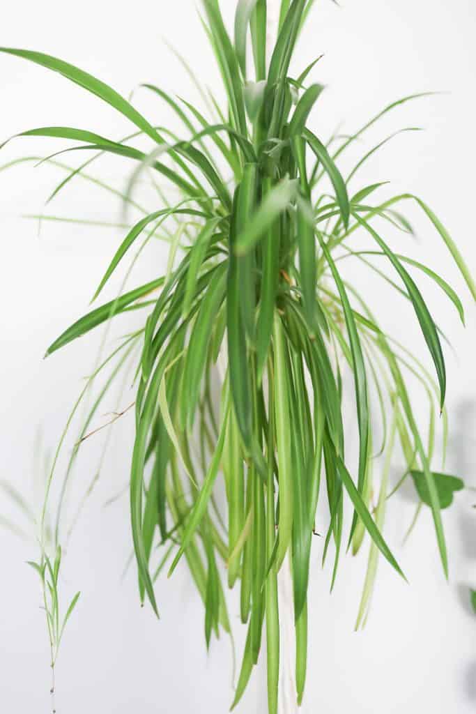 spider plant