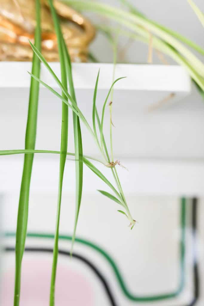 How Often To Water Spider Plant