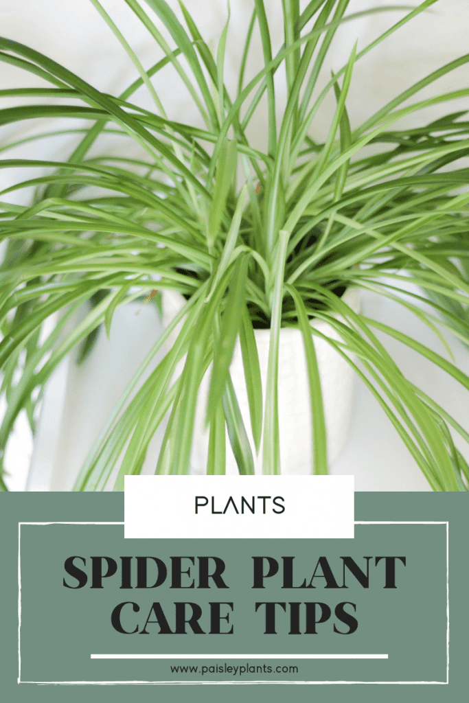 spider plant care tips