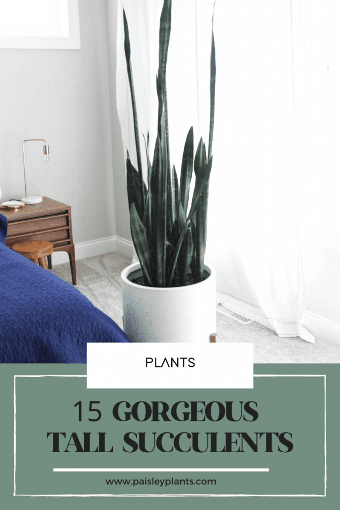 15 gorgeous tall succulents