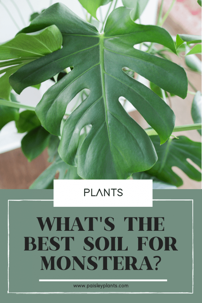 what's the best soil for monstera