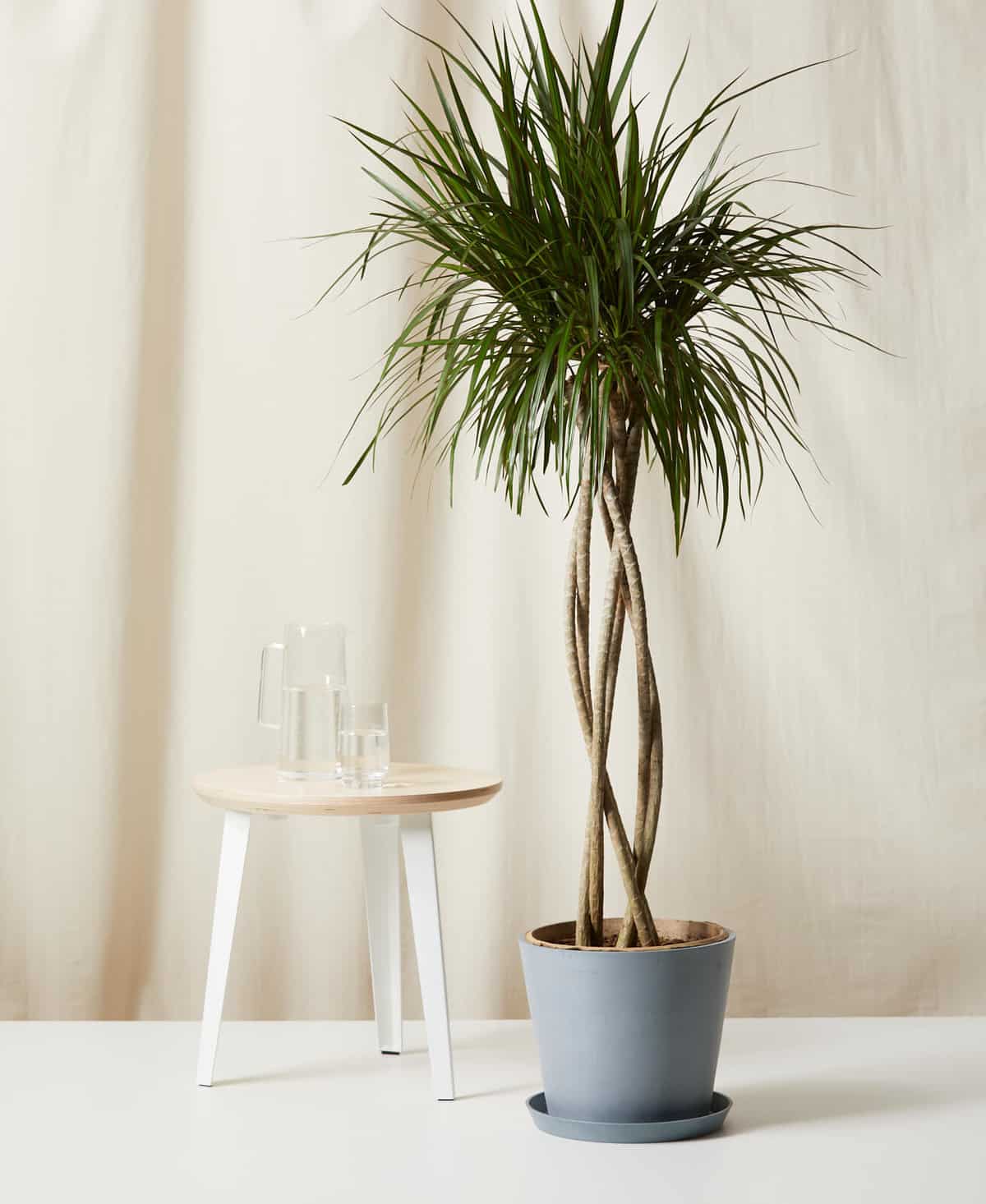 7 Best Types of Dracaena for Your Home - Paisley Plants