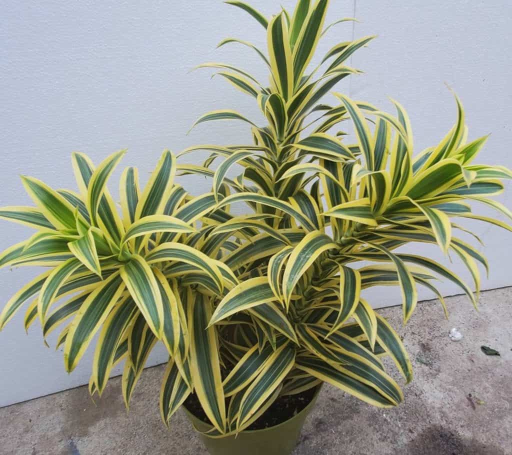 Dracaena Reflexa