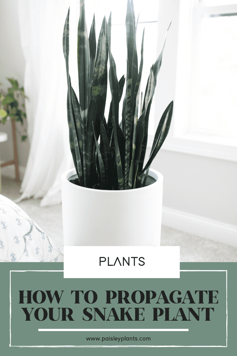 how to propagate a snake plant