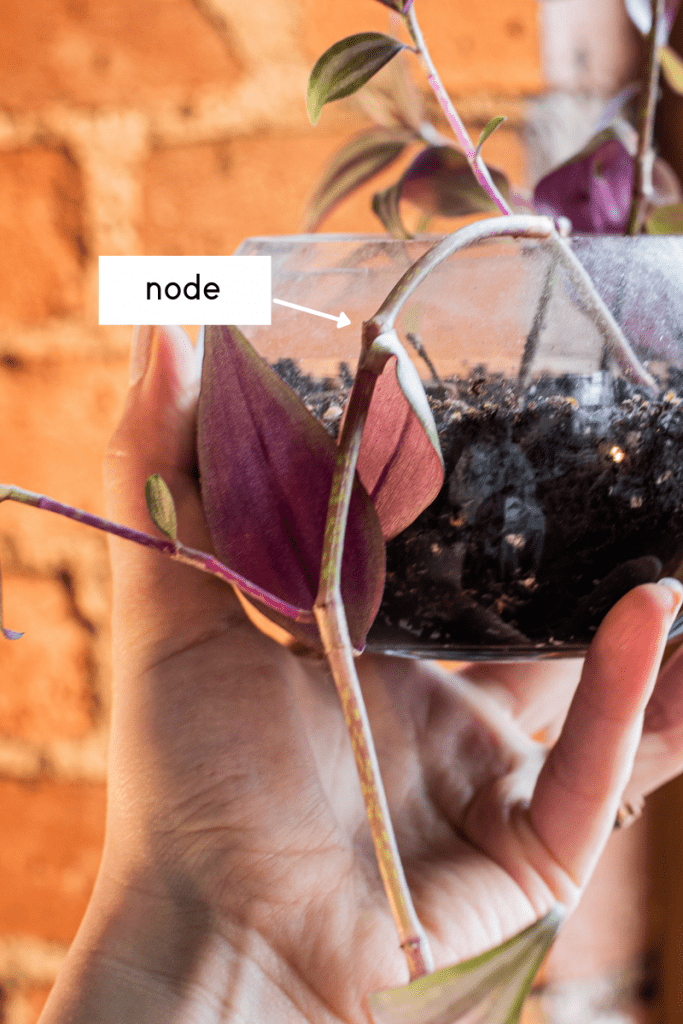 wandering jew node