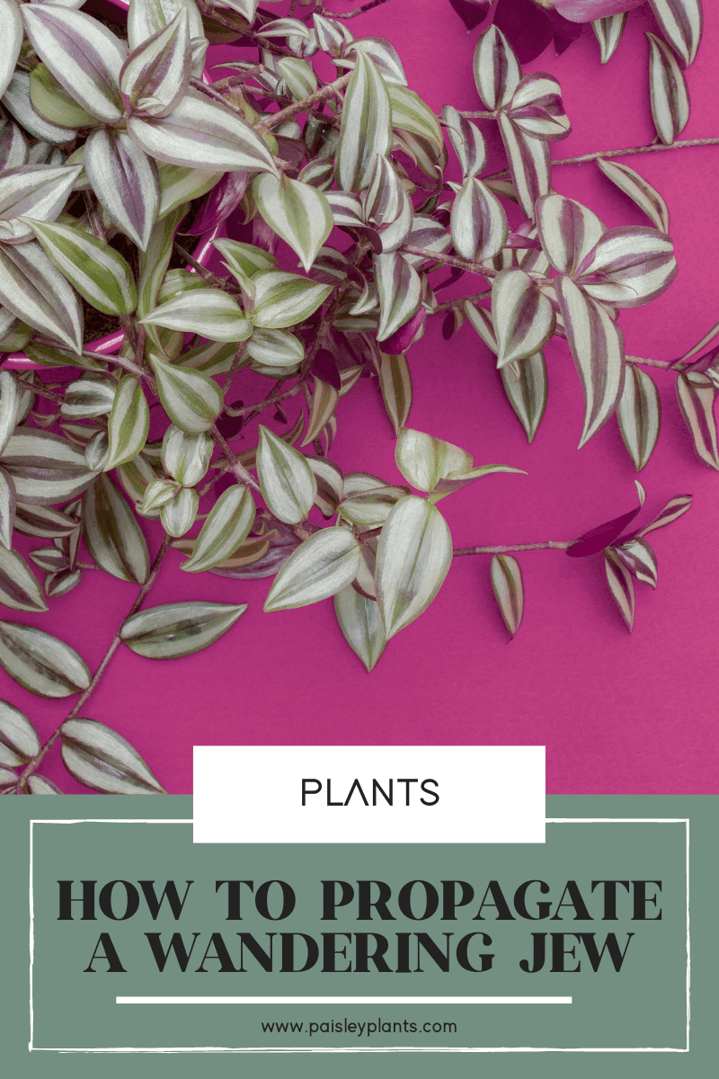 pink wandering jew plant propagation