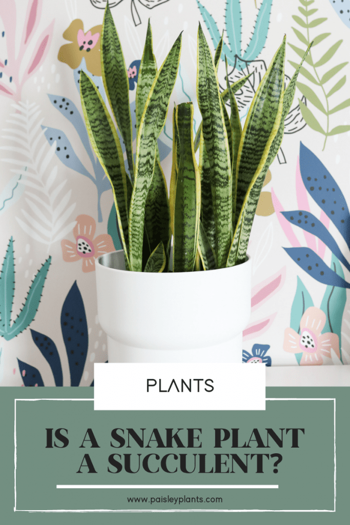 is a snake plant a succulent