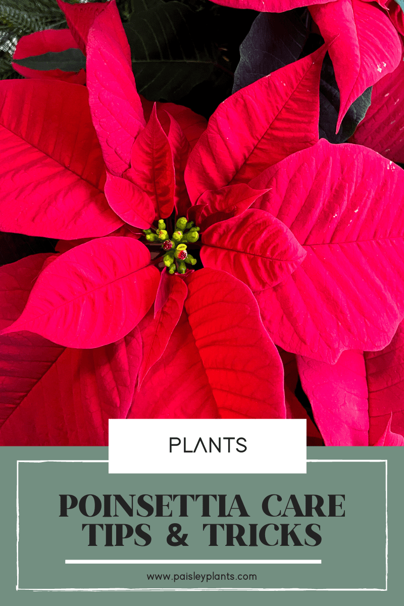 How To Care For A Poinsettia Tips & Tricks Paisley Plants
