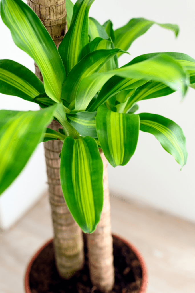 Dracaena Fragrans