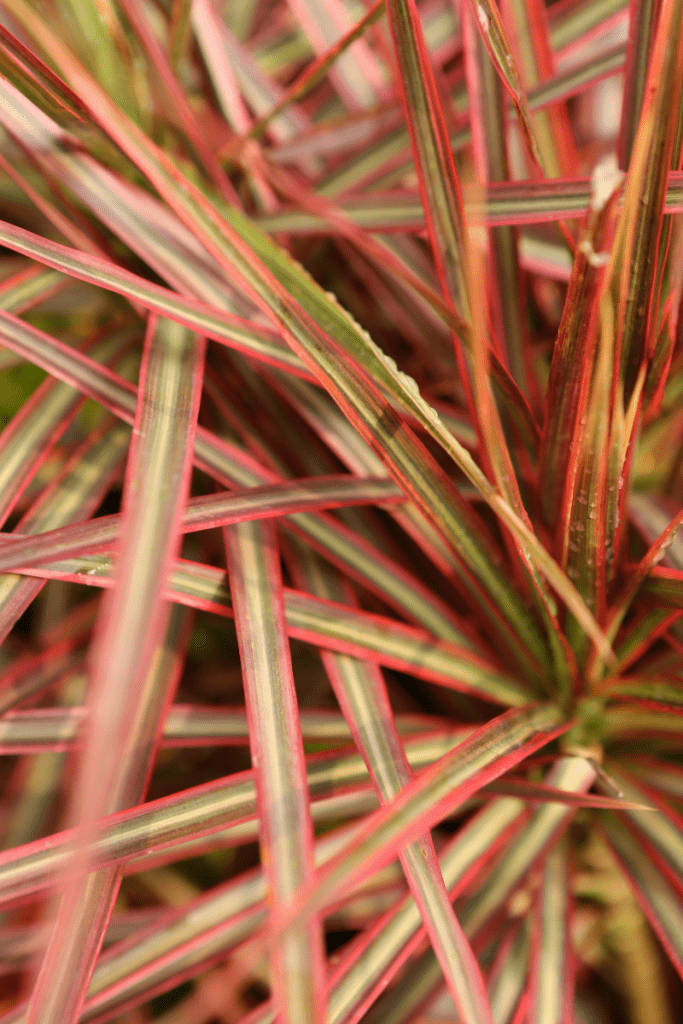 Dracaena Tricolor