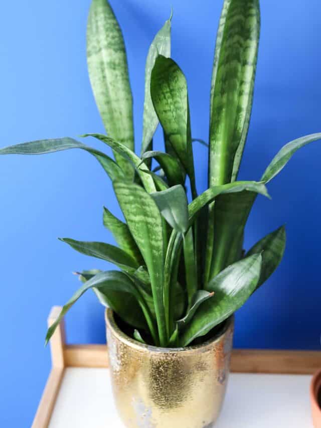 Tricks to Grow a Snake Plant Paisley Plants