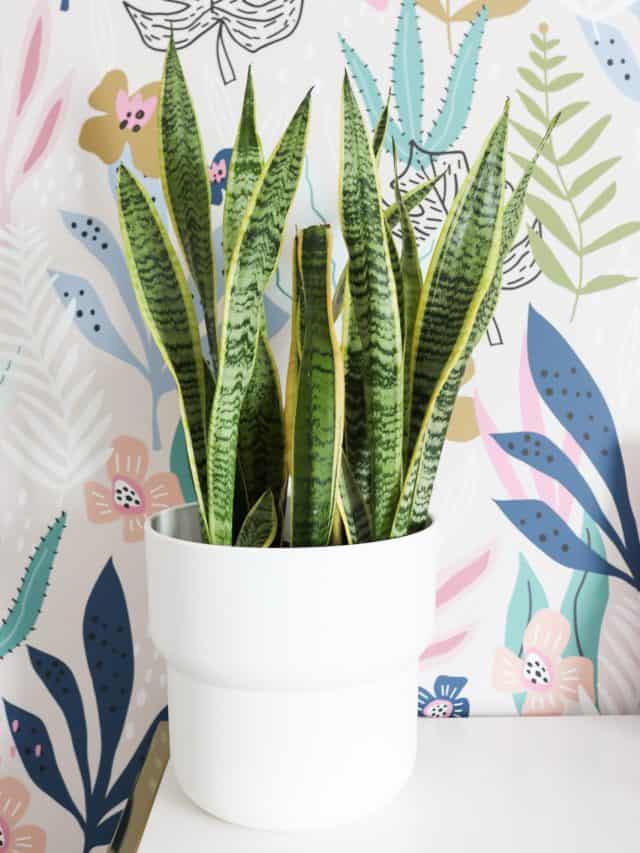 snake plant in white pot