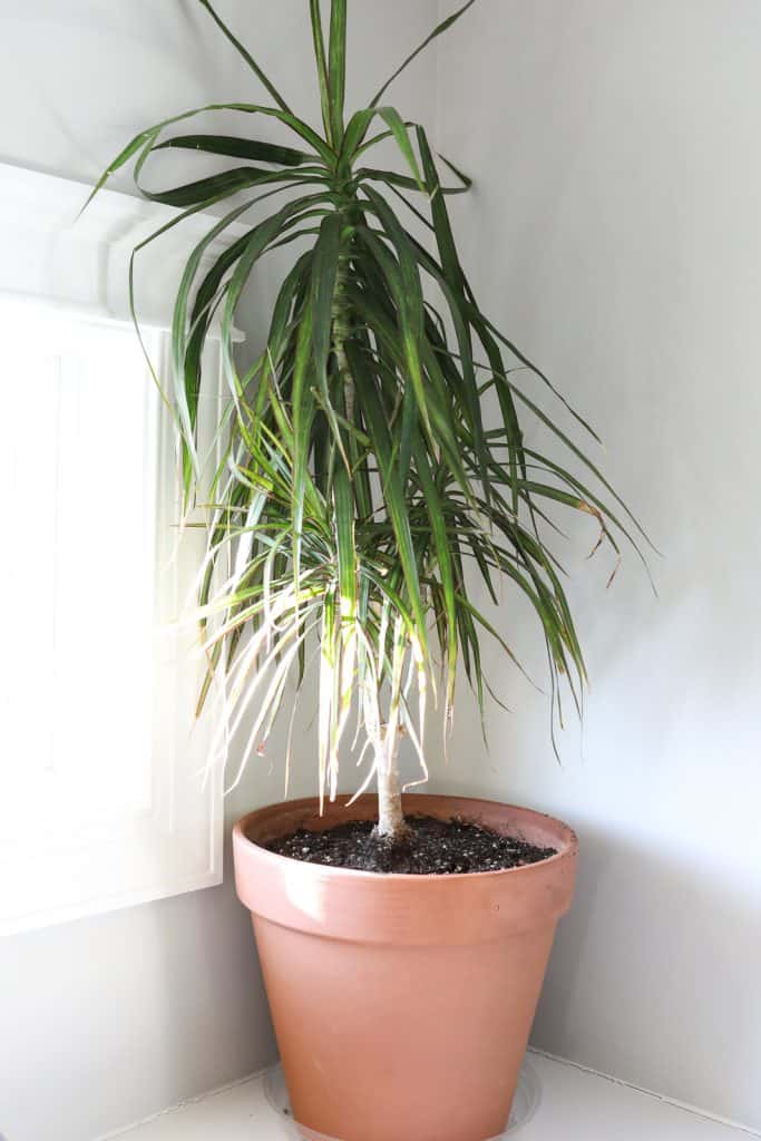 Dracaena Marginata