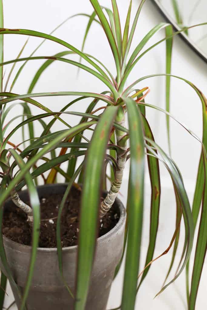 dracaena