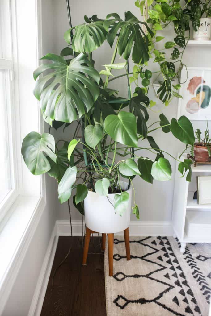 large monstera plant