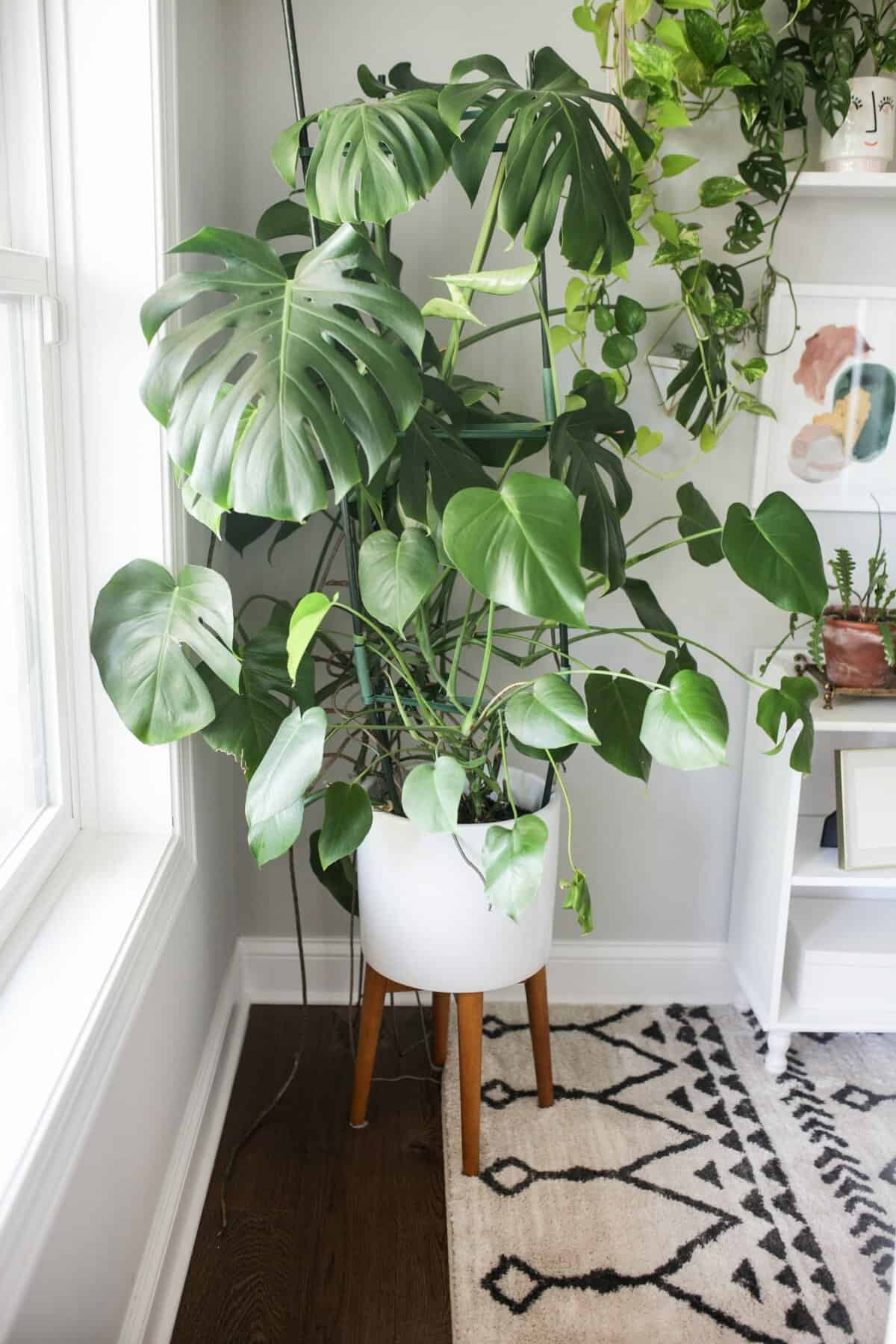 monstera