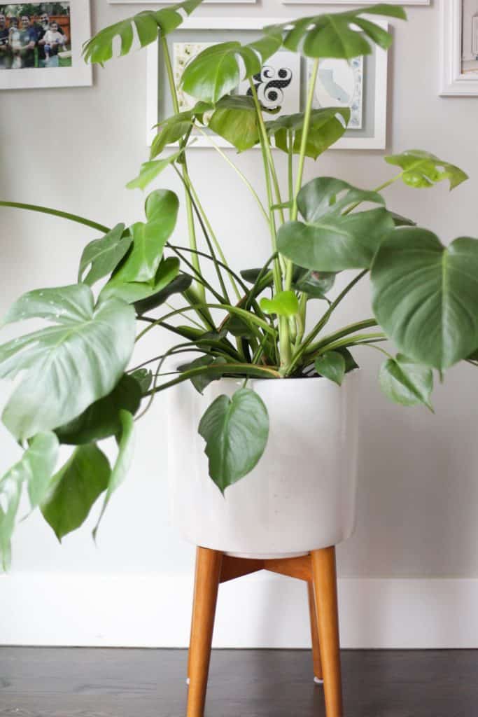 monstera in white pot