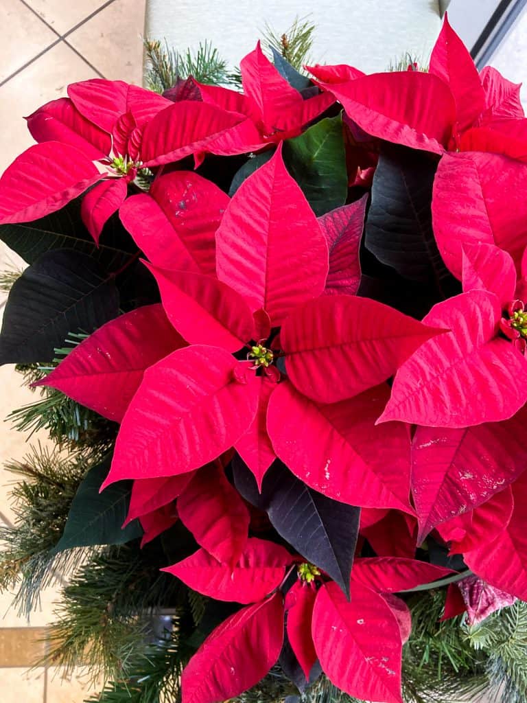 poinsettia