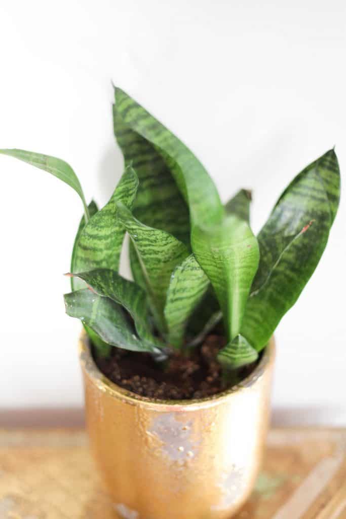 snake plant close up 