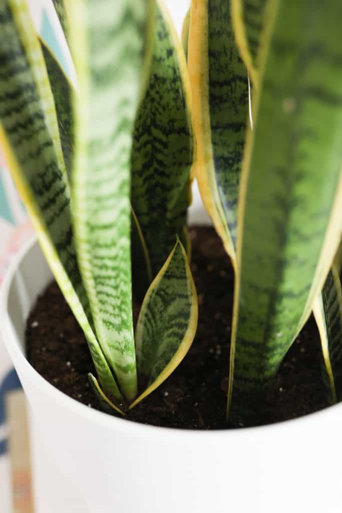 snake plant