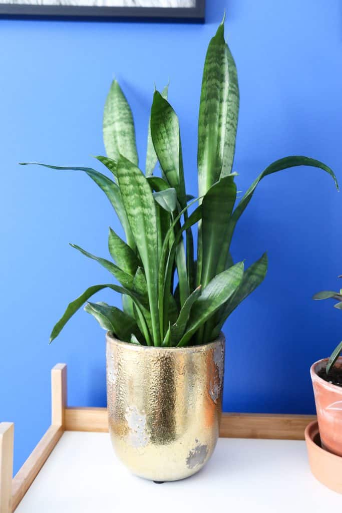 snake plant in gold pot