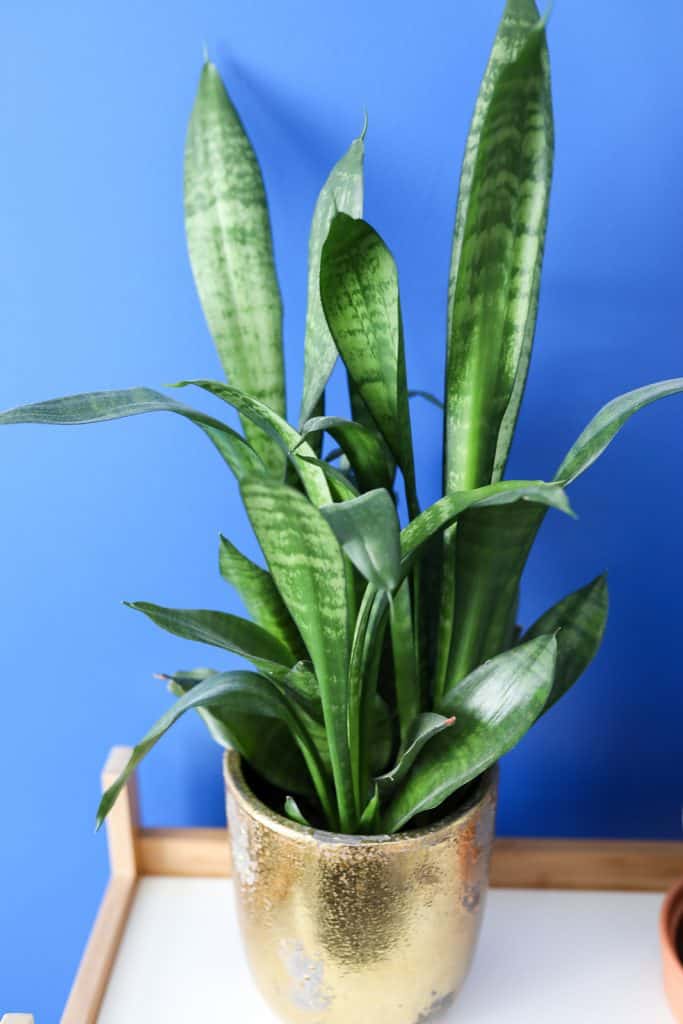 snake plant in gold pot