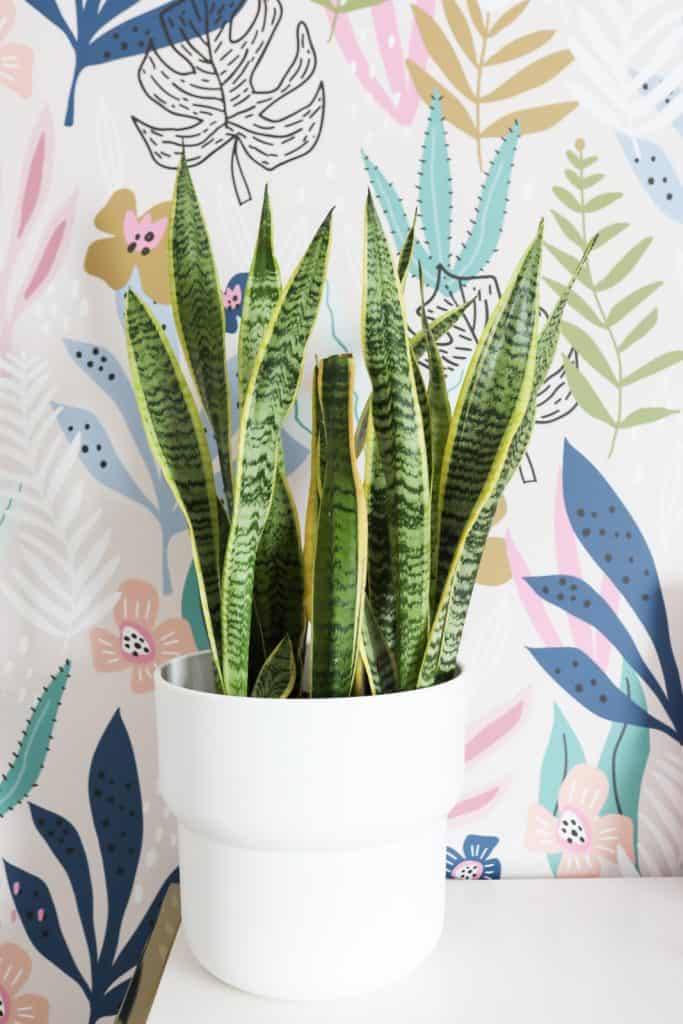 Is a Snake Plant a Succulent?