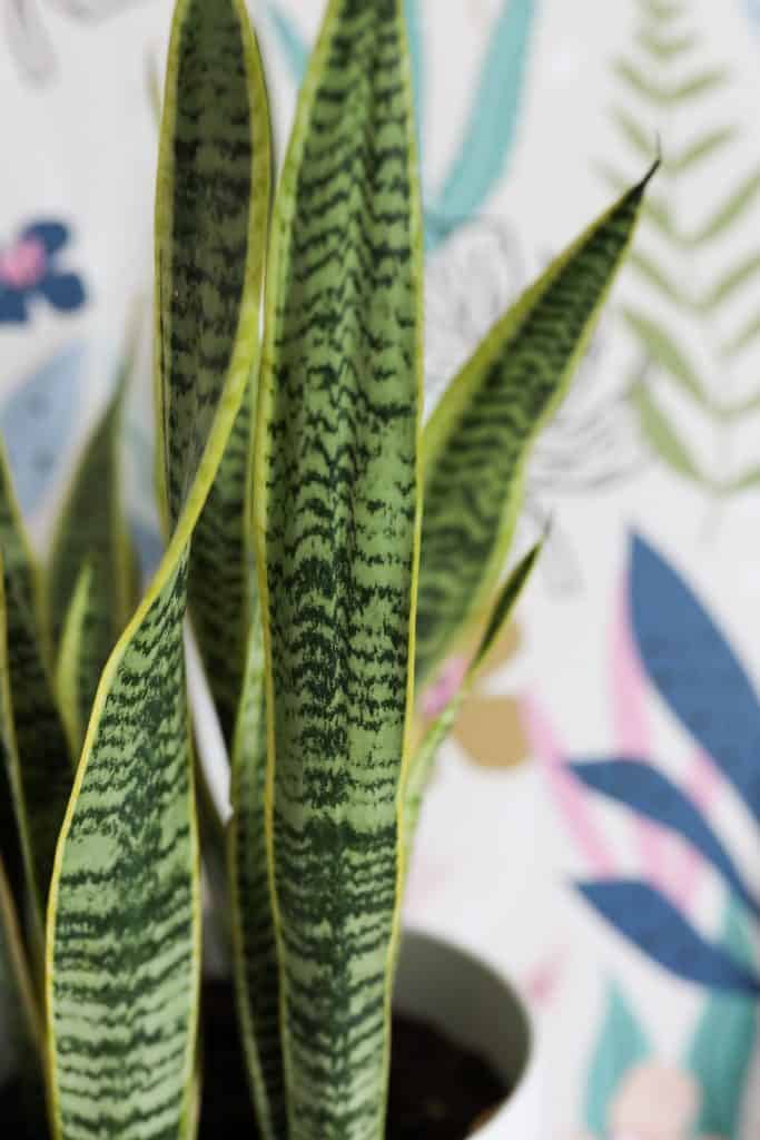 snake plant leaves