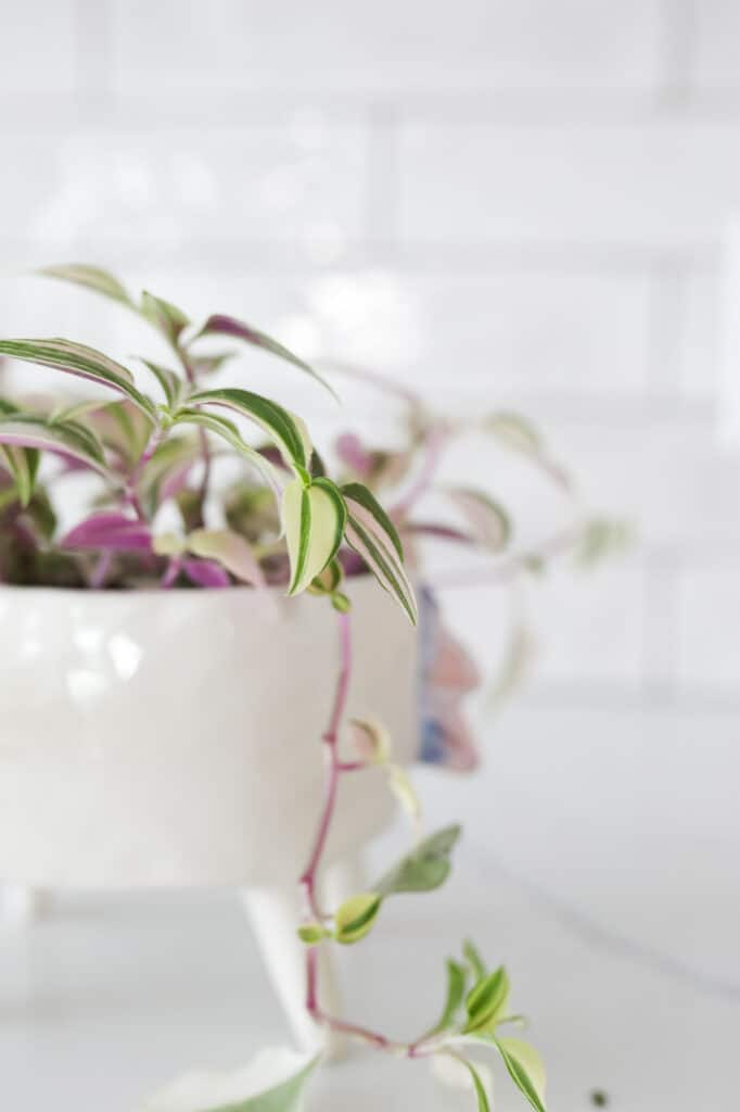 wandering jew plant trailing out of pot