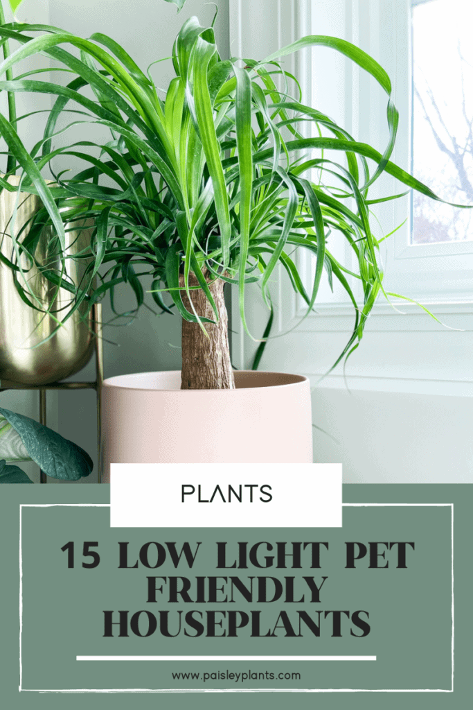 Low-Light-Pet-Friendly-Houseplants