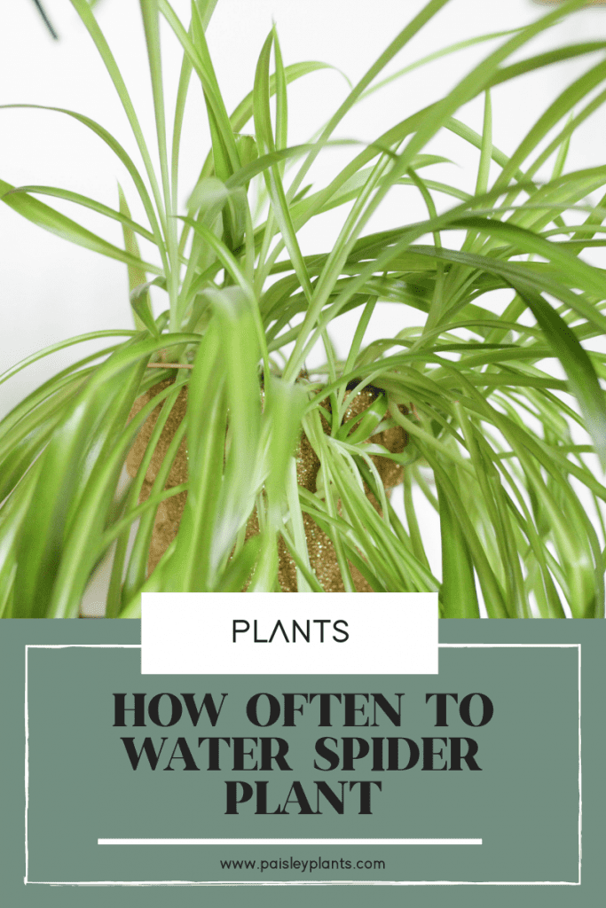 how often to water spider plant