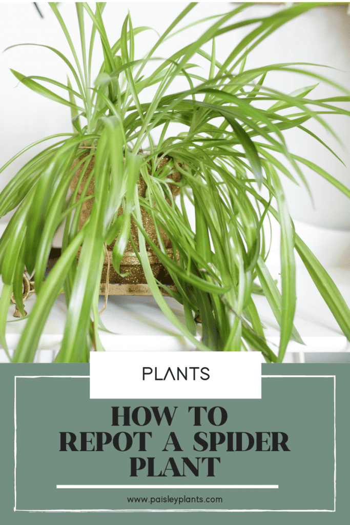 how to repot a spider plant