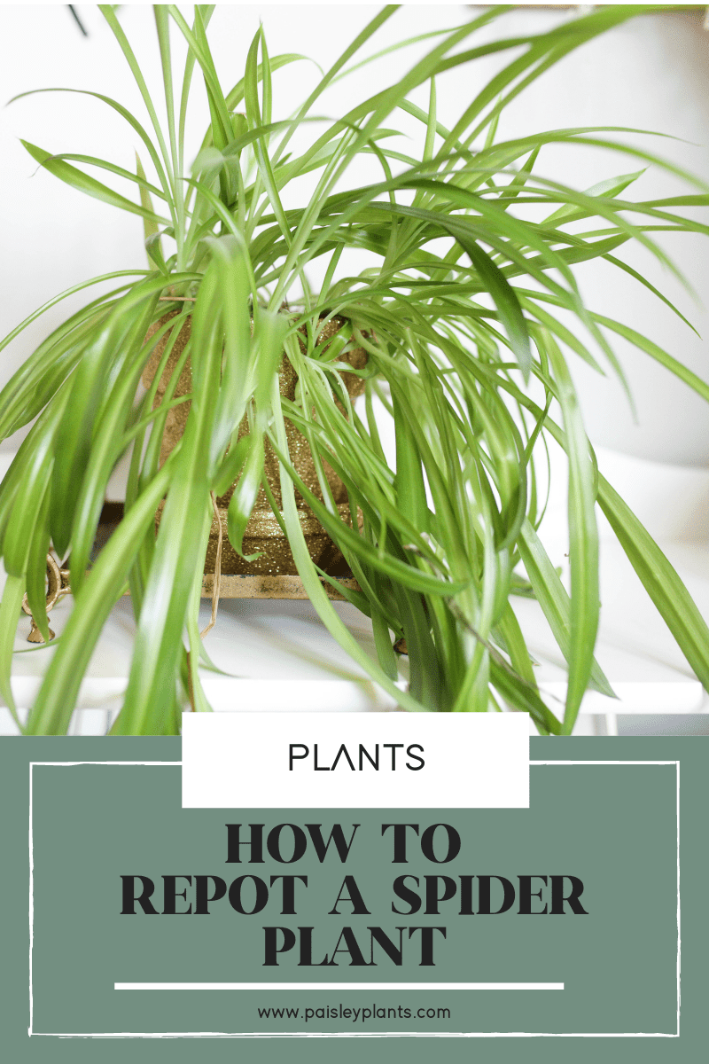 Planting & repotting spider plants - Plantura