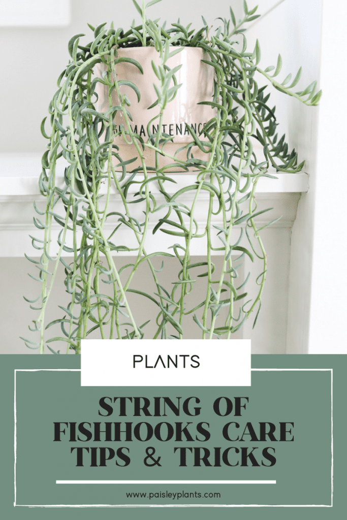 string of fishhooks plant care tips