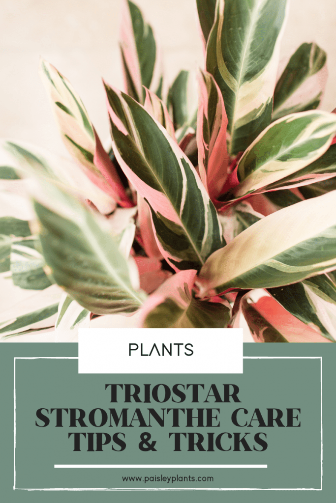 triostar stromanthe care tips and tricks