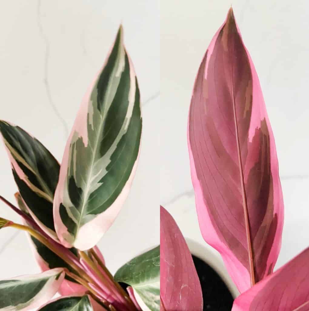 Triostar Stromanthe front and back of leaves