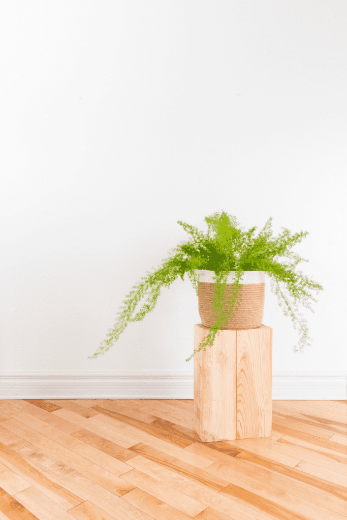 asparagus fern on wood stool