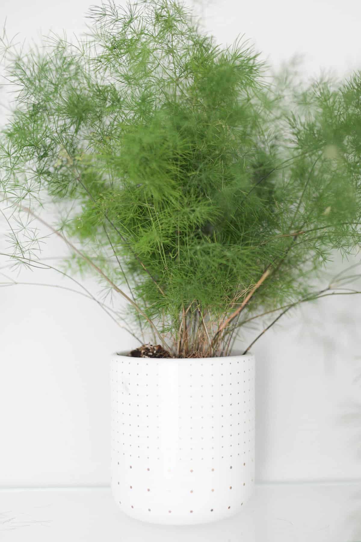 asparagus fern