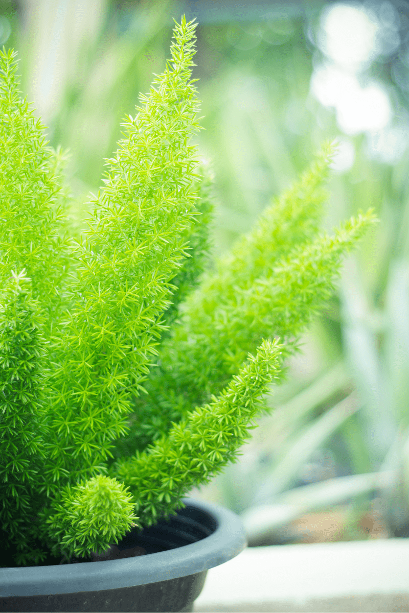 foxtail fern