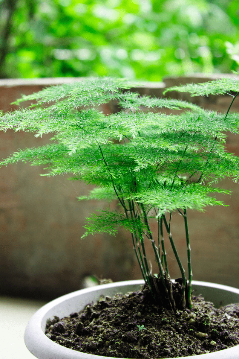 Plumosa Fern