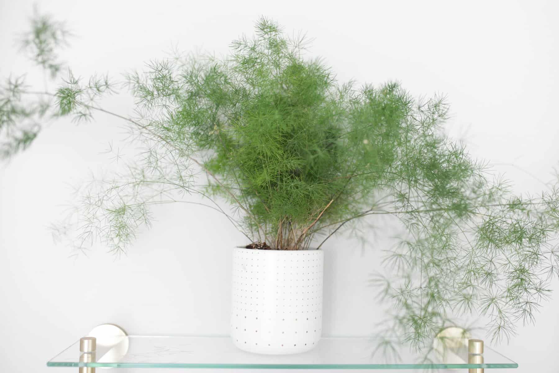 asparagus fern