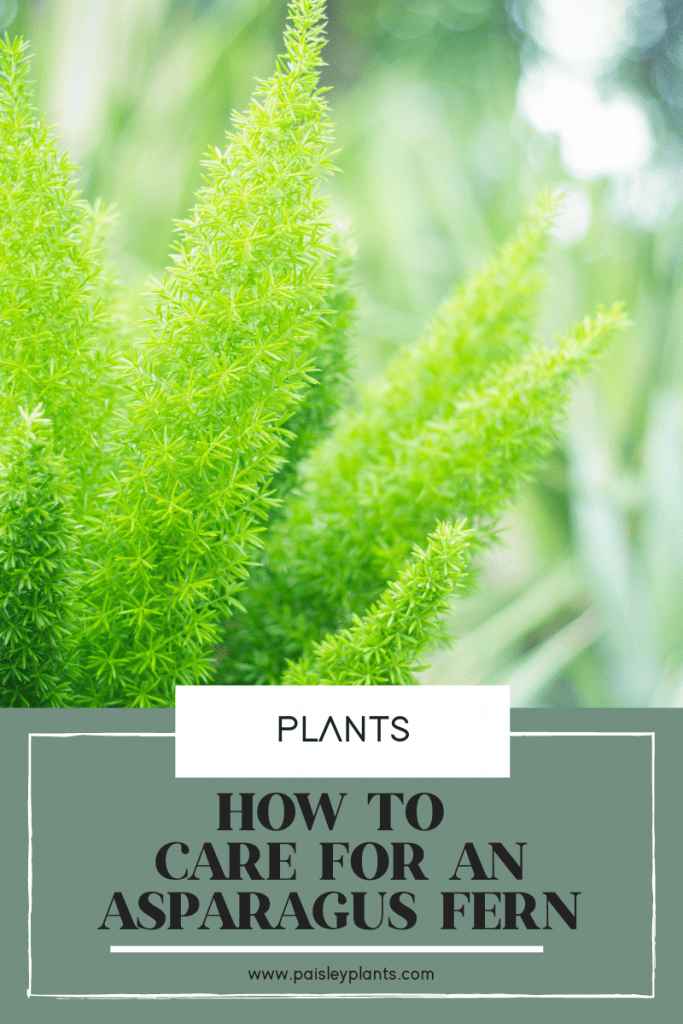 how to care for an asparagus fern